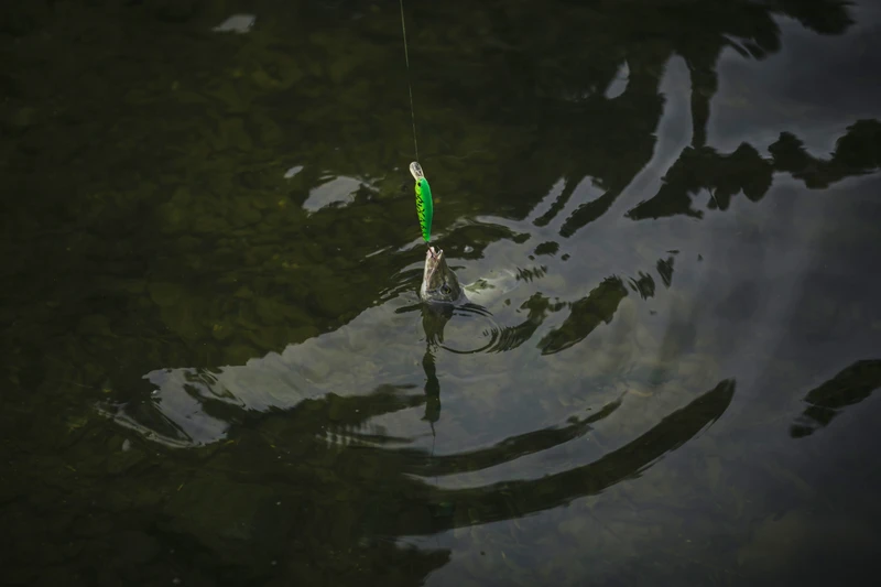 Lure icon